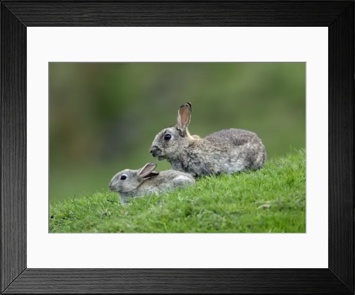 Framed Print : Wild Rabbit-young animal with adult animal on field, Northumberland UK Framed Print : Wild Rabbit-young animal with adult animal on field, Northumberland UK