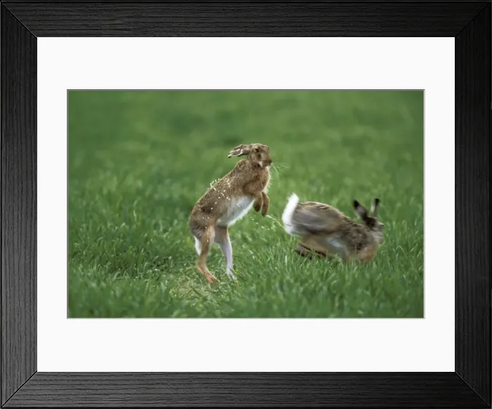 Framed Print : European Hare Doe enticing Buck with her scent, precopulation behaviour Framed Print : European Hare Doe enticing Buck with her scent, precopulation behaviour