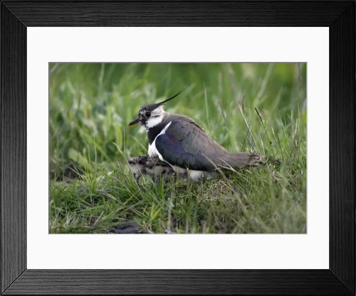 Framed Print : Lapwing-parent bird sheltering two chicks by cold weather, Northumberland UK Framed Print : Lapwing-parent bird sheltering two chicks by cold weather, Northumberland UK