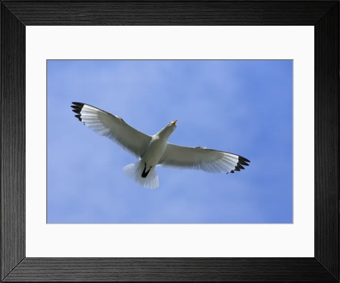 Framed Print : Kittiwake-in flight, Northumberland UK Framed Print : Kittiwake-in flight, Northumberland UK