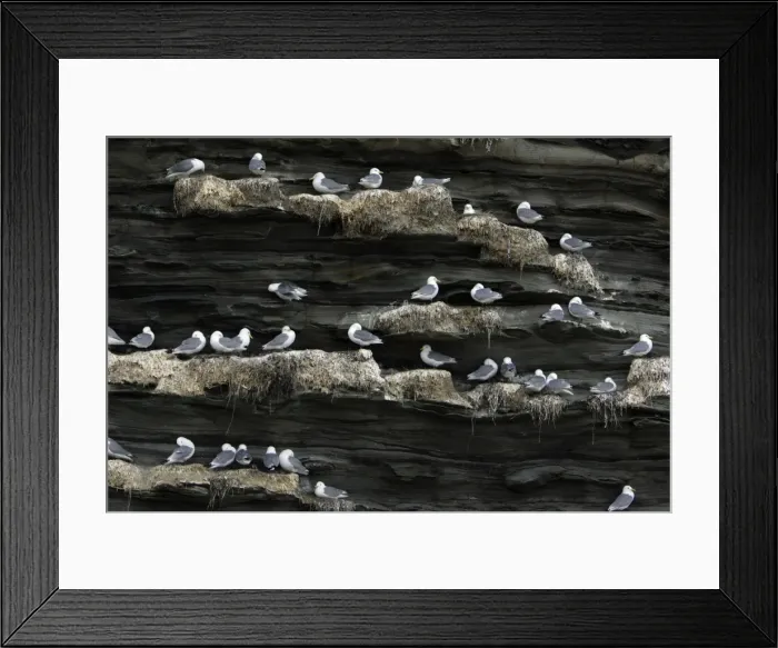 Framed Print : Kittiwake-birds in nesting colony on coastal cliff, Northumberland UK Framed Print : Kittiwake-birds in nesting colony on coastal cliff, Northumberland UK