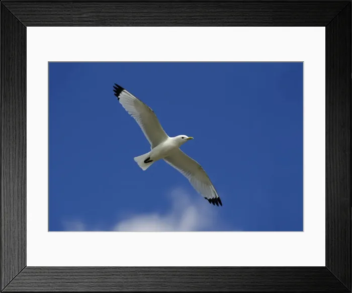 Framed Print : Kittiwake-in flight against blue sky, Northumberland UK Framed Print : Kittiwake-in flight against blue sky, Northumberland UK