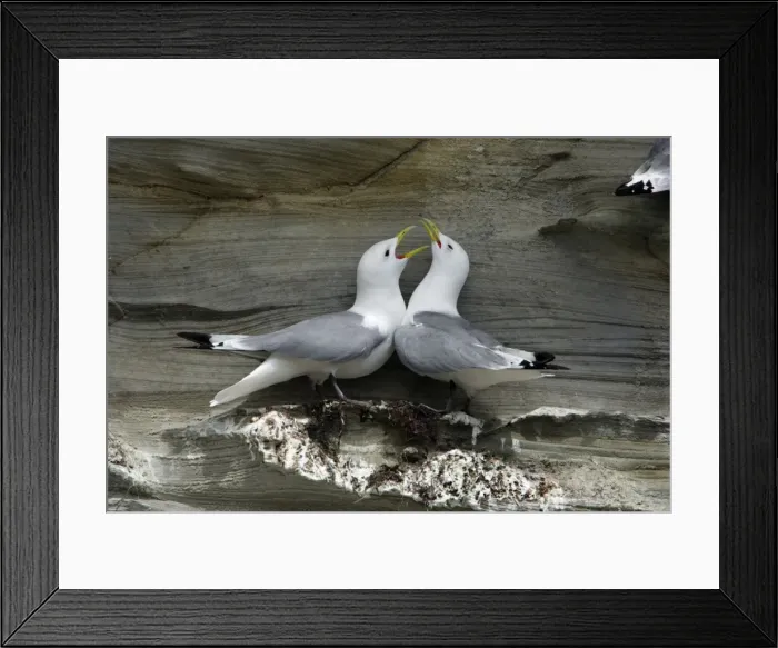 Framed Print : Kittiwake-pair courtship displaying at coastal cliff breeding colony, Northumberland UK Framed Print : Kittiwake-pair courtship displaying at coastal cliff breeding colony, Northumberland UK