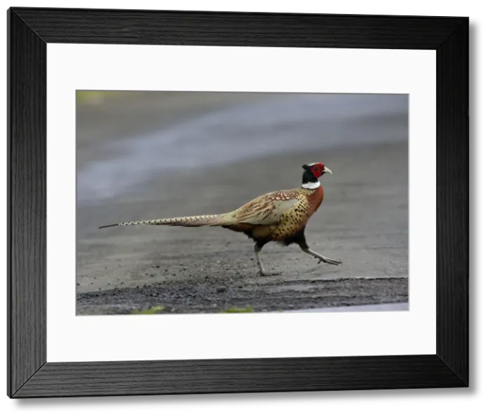 Framed Print : Pheasant-male crossing road, Northumberland UK Framed Print : Pheasant-male crossing road, Northumberland UK