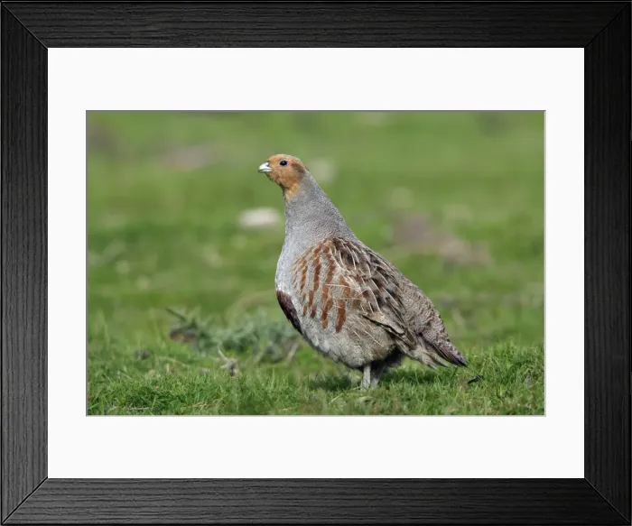 Framed Print : Partridge-male alert on field, Northumberland UK Framed Print : Partridge-male alert on field, Northumberland UK