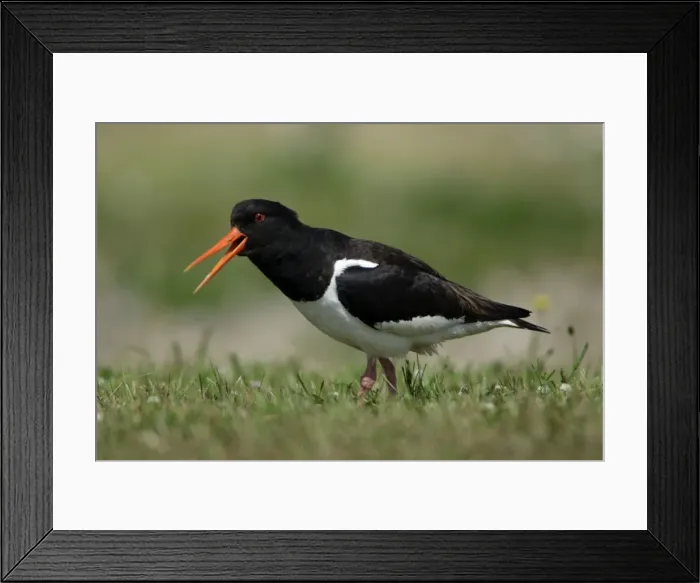 Framed Print : Oystercatcher-bird calling alarm cry, Northumberland UK