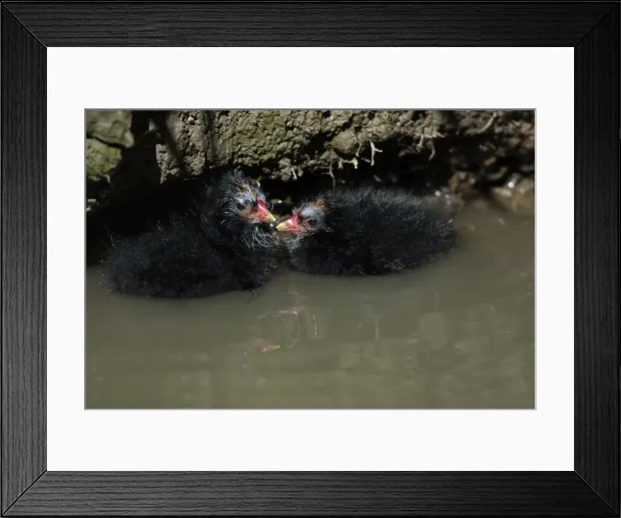 Framed Print : Moorhen-2 chicks huddled together in a stream, Northumberland UK Framed Print : Moorhen-2 chicks huddled together in a stream, Northumberland UK