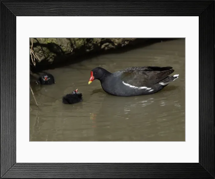 Framed Print : Moorhen-parent bird tending 2 chicks in a stream, Northumberland UK Framed Print : Moorhen-parent bird tending 2 chicks in a stream, Northumberland UK