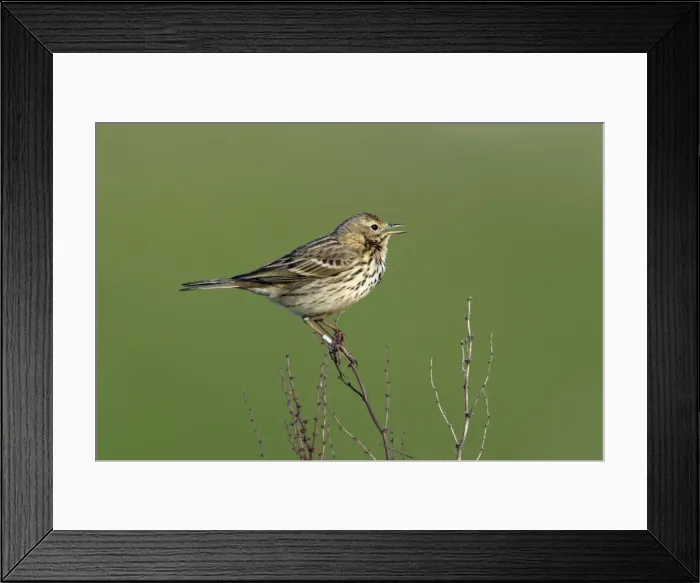 Framed Print : Meadow Pipit-on plant singing, with ring on leg, Northumberland UK Framed Print : Meadow Pipit-on plant singing, with ring on leg, Northumberland UK