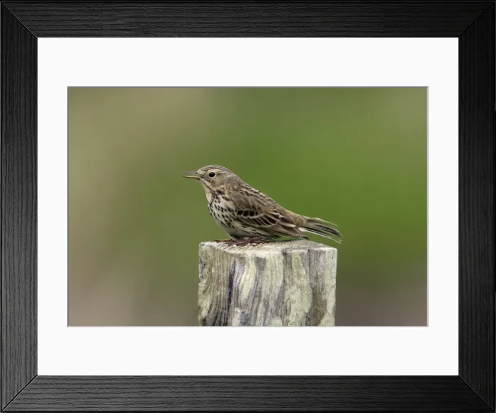 Framed Print : Meadow Pipit-on post singing, Northumberland UK Framed Print : Meadow Pipit-on post singing, Northumberland UK