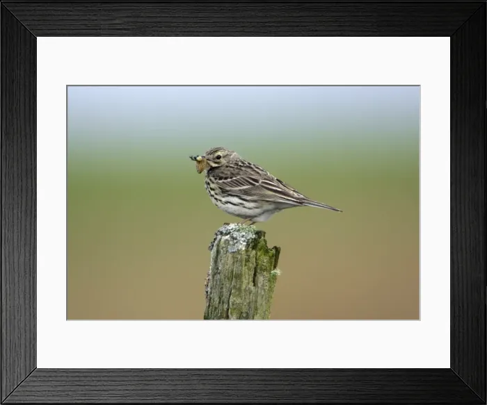 Framed Print : Meadow Pipit-on post with food in bill, Northumberland UK Framed Print : Meadow Pipit-on post with food in bill, Northumberland UK