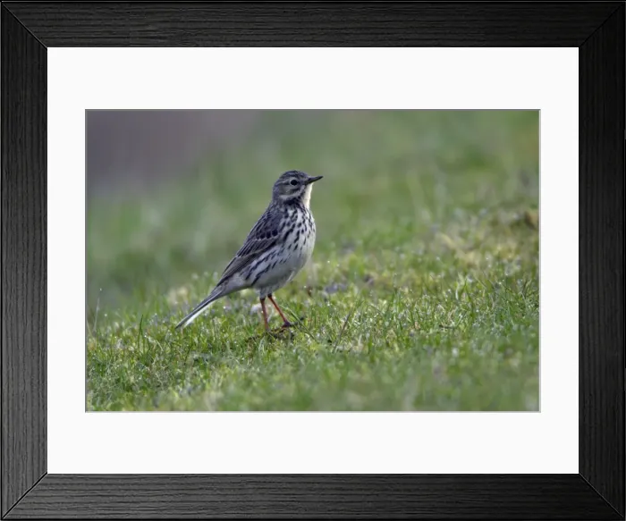 Framed Print : Meadow Pipit-on meadow, Northumberland UK Framed Print : Meadow Pipit-on meadow, Northumberland UK
