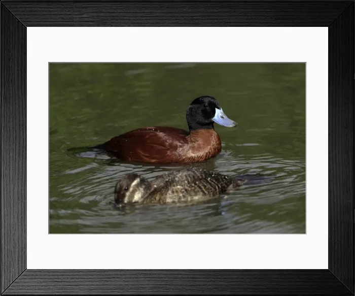 Framed Print : Masked Duck-pair swimming on lake, Washington WWT, Tyne and Wear UK