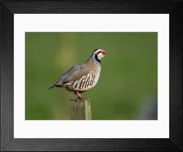 Framed Print : Red-Legged Partridge-male calling from fence post, Northumberland UK Framed Print : Red-Legged Partridge-male calling from fence post, Northumberland UK