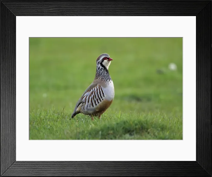 Framed Print : Red-Legged Partridge-male calling from meadow, Northumberland UK Framed Print : Red-Legged Partridge-male calling from meadow, Northumberland UK