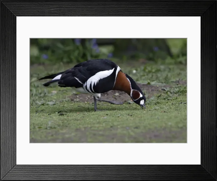 Framed Print : Red Breasted Goose-feeding on field, Washington WWT, Tyne and Wear UK Framed Print : Red Breasted Goose-feeding on field, Washington WWT, Tyne and Wear UK