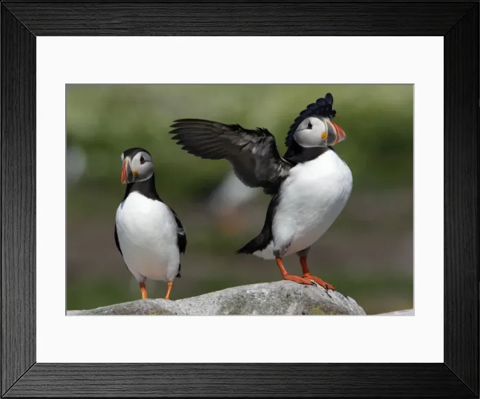Framed Print : Puffin-pair on rock, one bird drying its wings, Farne Isles, Northumberland UK Framed Print : Puffin-pair on rock, one bird drying its wings, Farne Isles, Northumberland UK