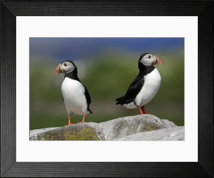 Framed Print : Puffin-pair resting on rock, Farne Isles, Northumberland UK Framed Print : Puffin-pair resting on rock, Farne Isles, Northumberland UK