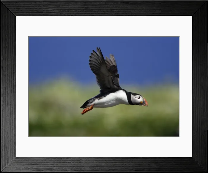 Framed Print : Puffin-in flight, Farne Isles, Northumberland UK Framed Print : Puffin-in flight, Farne Isles, Northumberland UK