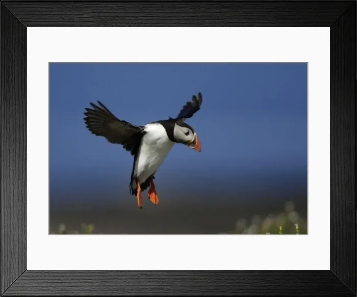 Framed Print : Puffin-in flight about to land, Farne Isles, Northumberland UK Framed Print : Puffin-in flight about to land, Farne Isles, Northumberland UK
