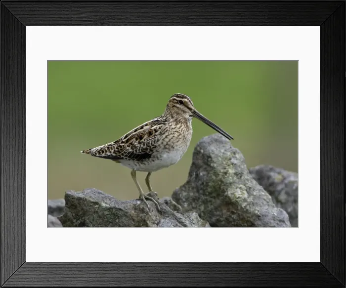 Framed Print : Snipe-calling from stone wall, Northumberland UK Framed Print : Snipe-calling from stone wall, Northumberland UK