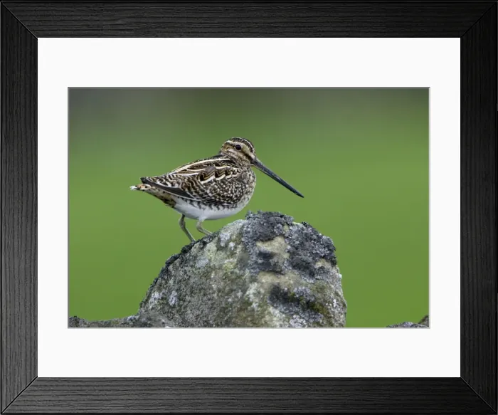 Framed Print : Snipe-perched on stone wall, Northumberland UK Framed Print : Snipe-perched on stone wall, Northumberland UK