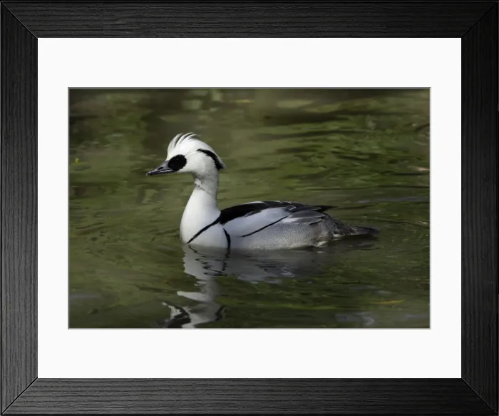 Framed Print : Smew-male swimming on lake, Washington WWT, Tyne and Wear Framed Print : Smew-male swimming on lake, Washington WWT, Tyne and Wear