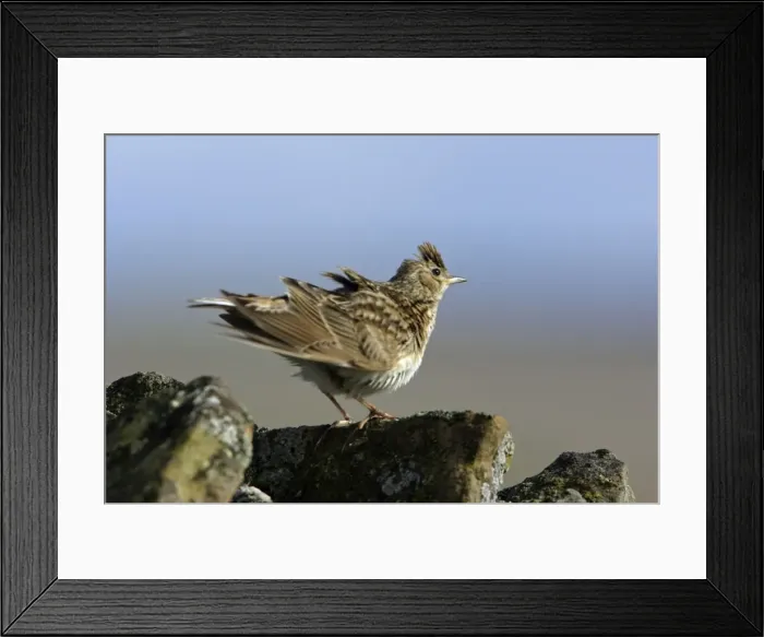 Framed Print : Skylark-preening itself on stone wall in windy conditions, Northumberland UK Framed Print : Skylark-preening itself on stone wall in windy conditions, Northumberland UK