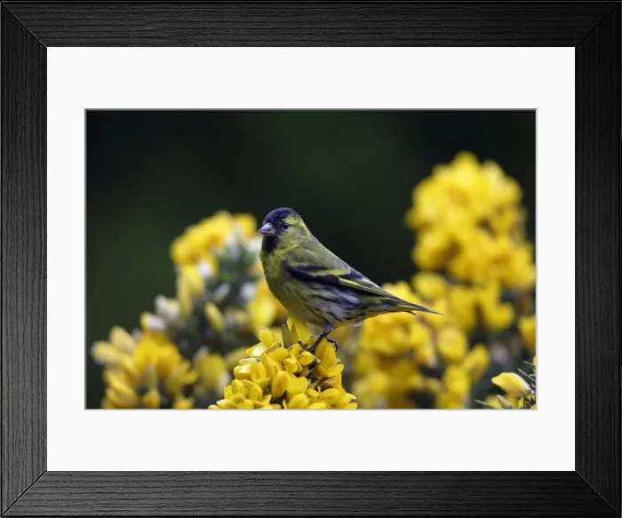 Framed Print : Siskin-male on top of gorse bush, Northumberland UK Framed Print : Siskin-male on top of gorse bush, Northumberland UK