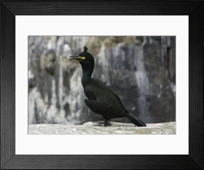 Framed Print : Shag-male in breeding plumage, Farne Isles, Northumberland UK Framed Print : Shag-male in breeding plumage, Farne Isles, Northumberland UK
