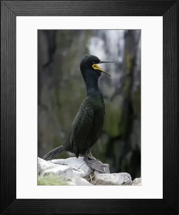 Framed Print : Shag-male in breeding plumage, calling, Farne Isles, Northumberland UK Framed Print : Shag-male in breeding plumage, calling, Farne Isles, Northumberland UK