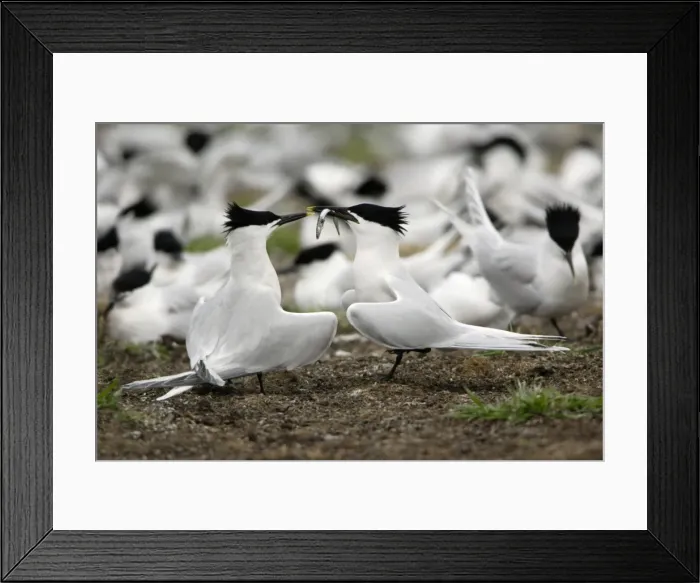 Framed Print : Sandwich Tern-pair courtship displaying, Farne Isles, Northumberland UK Framed Print : Sandwich Tern-pair courtship displaying, Farne Isles, Northumberland UK