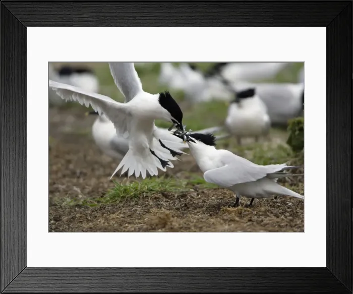 Framed Print : Sandwich Tern-2 birds fighting over sandeels, Farne Isles, Northumberland UK Framed Print : Sandwich Tern-2 birds fighting over sandeels, Farne Isles, Northumberland UK