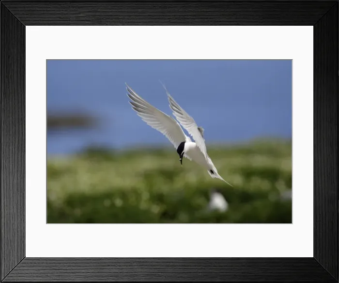 Framed Print : Sandwich Tern-with fish in beak, about to land, Farne Isles, Northumberland UK Framed Print : Sandwich Tern-with fish in beak, about to land, Farne Isles, Northumberland UK