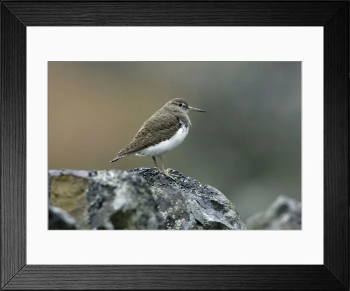 Framed Print : Common Sandpiper-sitting on stone wall, Northumberland UK Framed Print : Common Sandpiper-sitting on stone wall, Northumberland UK