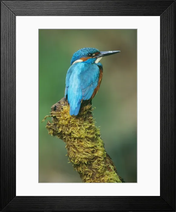 Framed Print : Kingfisher perched on moss covered tree stump Framed Print : Kingfisher perched on moss covered tree stump