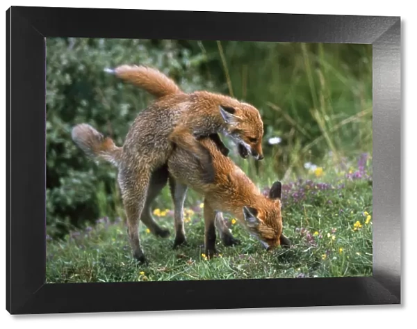 European Fox - mating