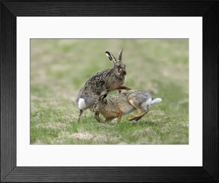 Framed Print : European Hare- buck and doe showing courting behaviour, Neusiedler See NP, Austria Framed Print : European Hare- buck and doe showing courting behaviour, Neusiedler See NP, Austria