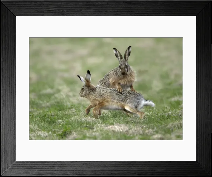 Framed Print : European Hare- buck and doe showing courting behaviour, Neusiedler See NP, Austria Framed Print : European Hare- buck and doe showing courting behaviour, Neusiedler See NP, Austria