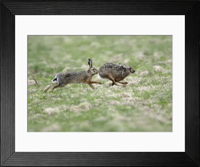 Framed Print : European Hare- buck chasing doe, courtship behaviour, Neusiedler See NP, Austria Framed Print : European Hare- buck chasing doe, courtship behaviour, Neusiedler See NP, Austria