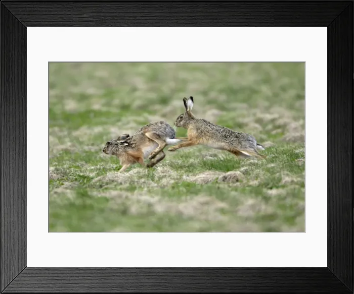 Framed Print : European Hare- buck chasing doe, courtship behaviour, Neusiedler See NP, Austria Framed Print : European Hare- buck chasing doe, courtship behaviour, Neusiedler See NP, Austria