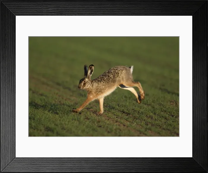 Framed Print : European Hare- running over arable field, Neusiedler See NP, Austria Framed Print : European Hare- running over arable field, Neusiedler See NP, Austria