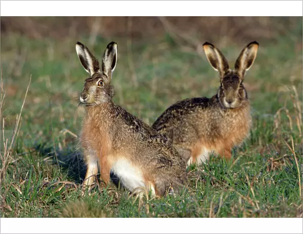 European Hare- 2 animals on alert, Neusiedler See NP, Austria