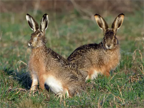 European Hare- 2 animals on alert, Neusiedler See NP, Austria