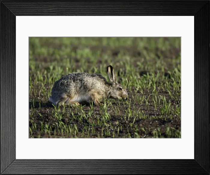 Framed Print : European Hare- nibbling young corn shoots, Neusiedler See NP, Austria Framed Print : European Hare- nibbling young corn shoots, Neusiedler See NP, Austria