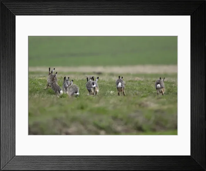 Framed Print : European Hare- bucks chasing doe during breeding season, Neusiedler See NP, Austria Framed Print : European Hare- bucks chasing doe during breeding season, Neusiedler See NP, Austria