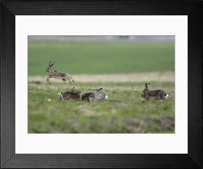 Framed Print : European Hare- excited bucks chasing and leaping over doe during the breeding season, Neusiedler See NP, Austria Framed Print : European Hare- excited bucks chasing and leaping over doe during the breeding season, Neusiedler See NP, Austria