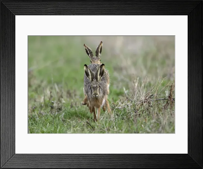 Framed Print : European Hare- frontal view, buck chasing doe, Neusiedler See NP, Austria Framed Print : European Hare- frontal view, buck chasing doe, Neusiedler See NP, Austria