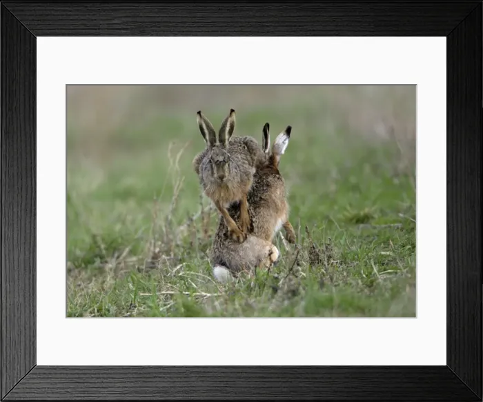 Framed Print : European Hare- buck and doe showing courting behaviour, Neusiedler See NP, Austria Framed Print : European Hare- buck and doe showing courting behaviour, Neusiedler See NP, Austria