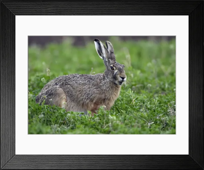 Framed Print : European Hare- eating clover on fallow land, Neusiedler See NP, Austria Framed Print : European Hare- eating clover on fallow land, Neusiedler See NP, Austria